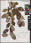 Foto von Salix caprea L.